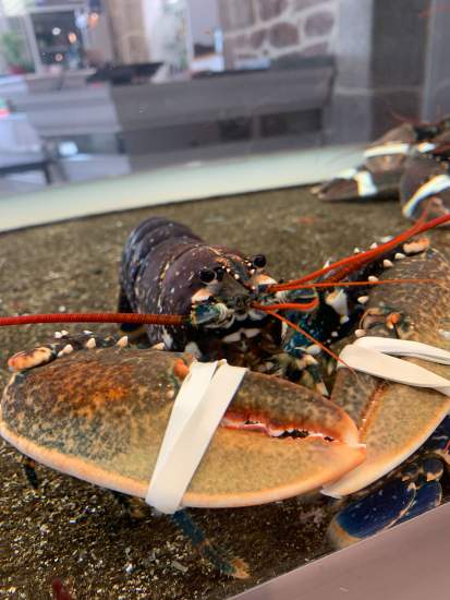 Homard bleu breton - Auberge de la vieille église - côte de granit rose